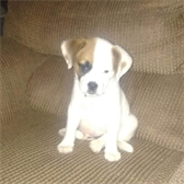 Ashley Carmichael Billiard Forum Profile Avatar Image