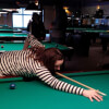 Shooting Pool at Dooly's Sydney, NS